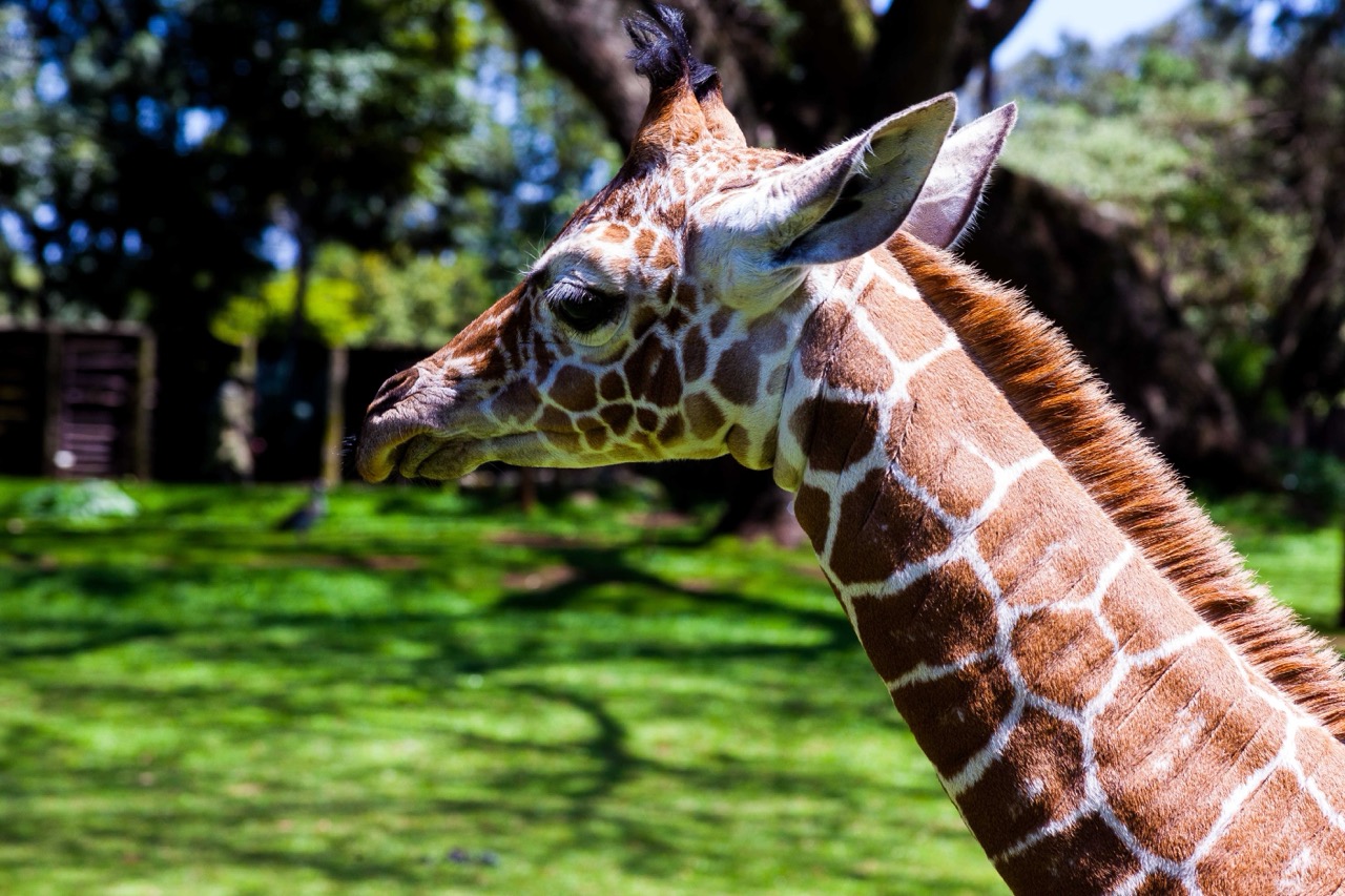 Mount Kenya Wildlife Conservancy